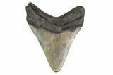 Fossil Megalodon Tooth - Georgia #144362-1
